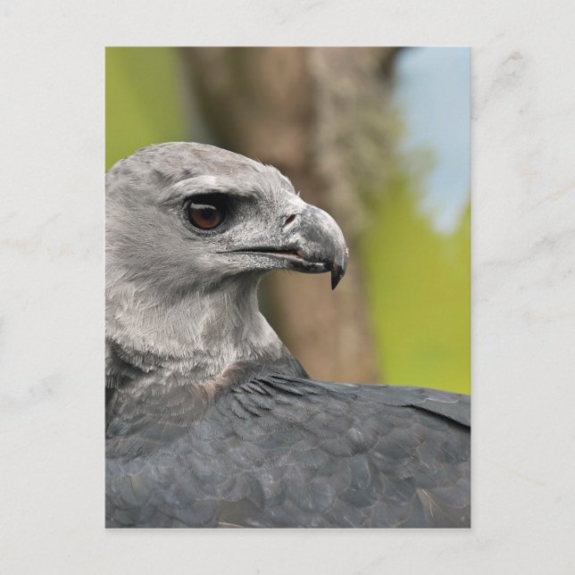 Harpy Eagle 1.JPG Vykort (Framsida)