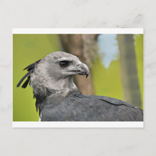 Harpy Eagle 1.JPG Vykort
