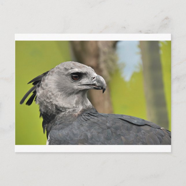 Harpy Eagle 1.JPG Vykort (Framsida)
