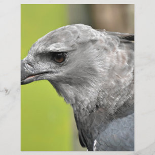 Harpy Eagle 2.JPG