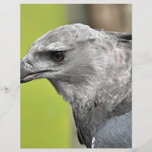 Harpy Eagle 2.JPG (Framsida)