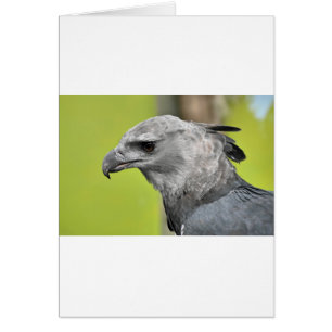 Harpy Eagle 2.JPG Hälsningskort