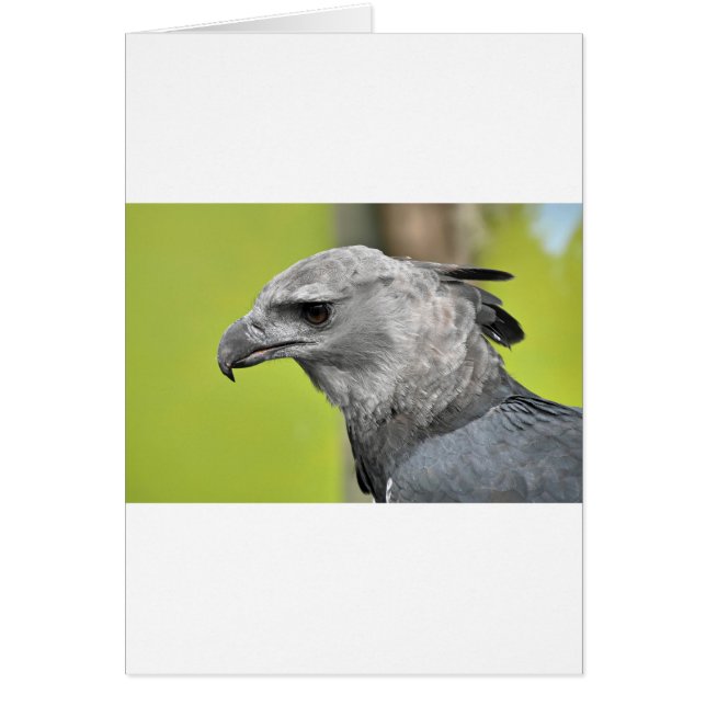 Harpy Eagle 2.JPG Hälsningskort (Framsidan)
