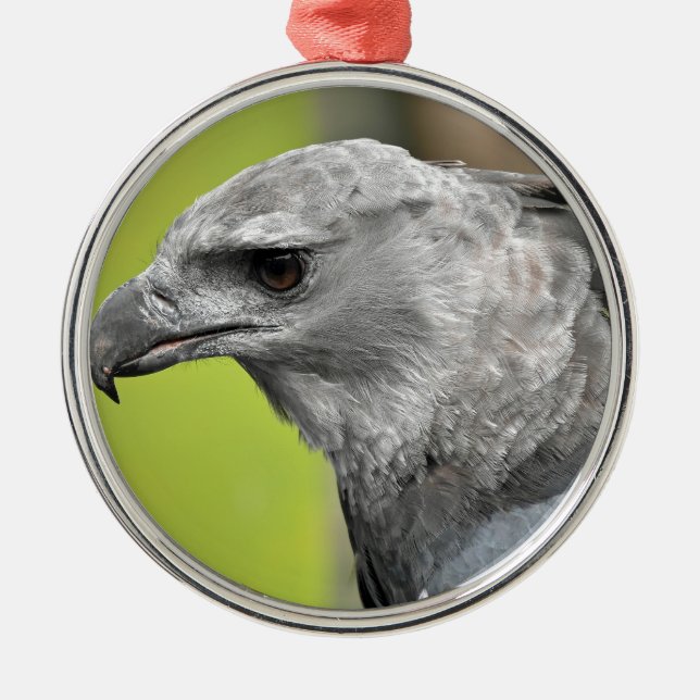 Harpy Eagle 2.JPG Julgransprydnad Metall (Framsidan)