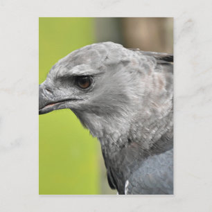 Harpy Eagle 2.JPG Vykort