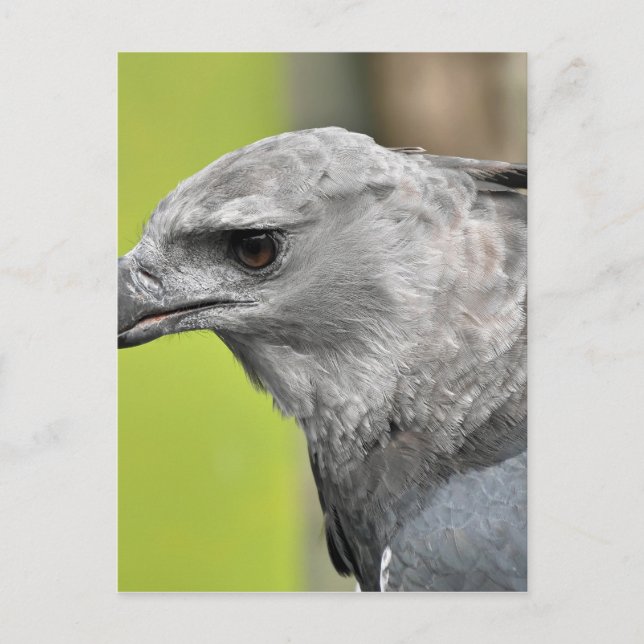 Harpy Eagle 2.JPG Vykort (Framsida)