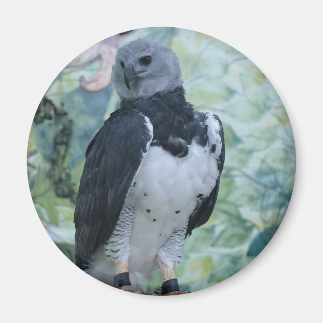 Harpy Eagle Captive Magnet (Framsidan)