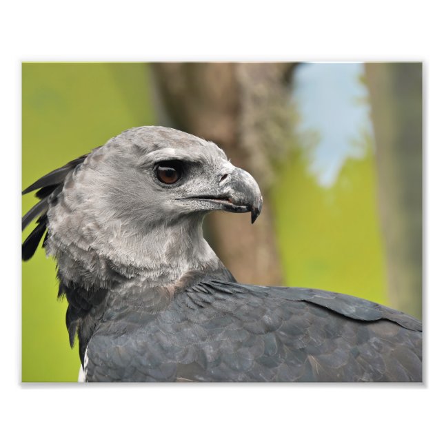 Harpy Eagle. Fototryck (Framsidan)