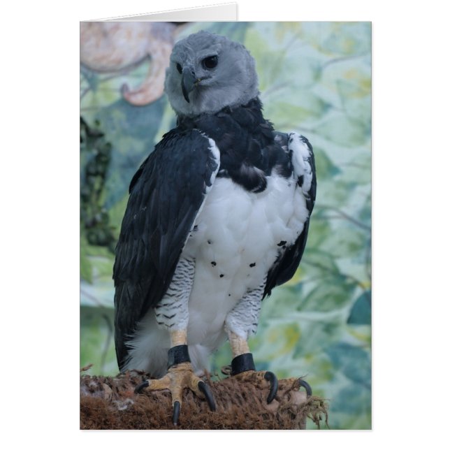 Harpy Eagle Hälsningskort (Framsidan)