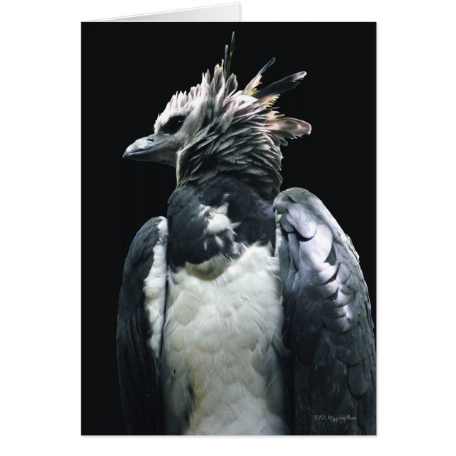 Harpy Eagle Hälsningskort (Framsidan)