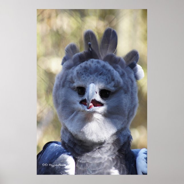 Harpy Eagle Poster (Framsidan)