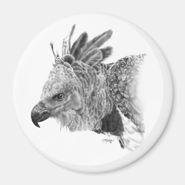 Harpy Eagle Teckning Magnet (Framsidan)