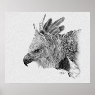 Harpy Eagle Teckning Poster