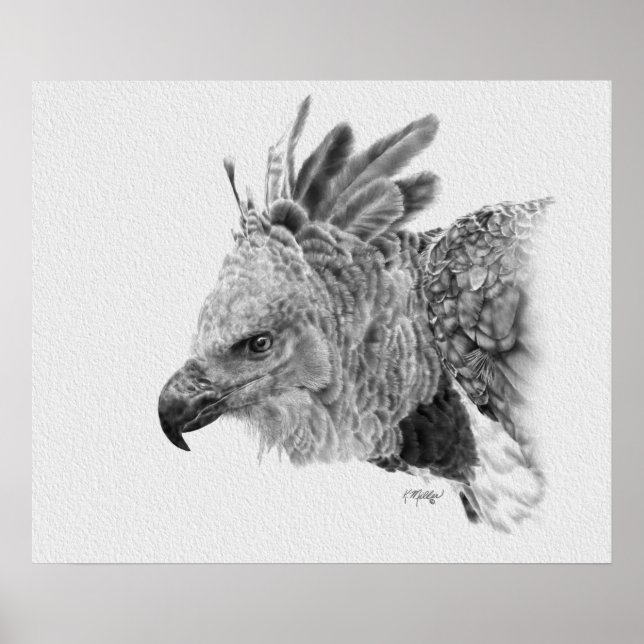 Harpy Eagle Teckning Poster (Framsidan)
