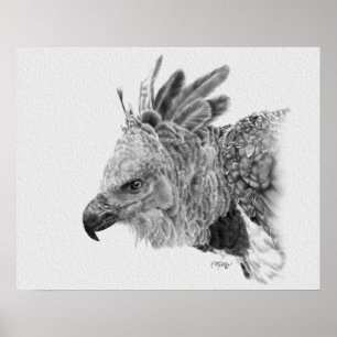 Harpy Eagle Teckning Poster