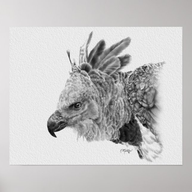 Harpy Eagle Teckning Poster (Framsidan)