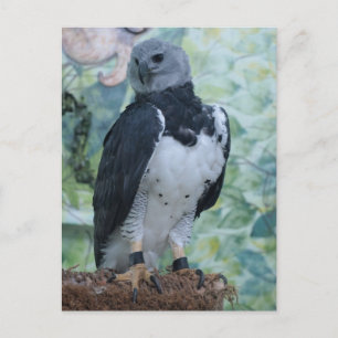 Harpy Eagle Vykort