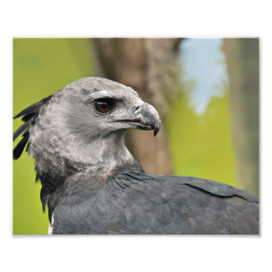 HarpyEagle. Fototryck