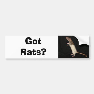 Harråttor? , Fick råttor? Bildekal