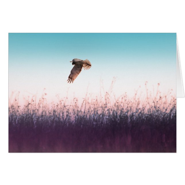 Harrier Hawk Hälsningskort (Framsidan Horizontal)