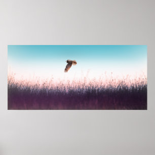 Harrier Hawk Poster