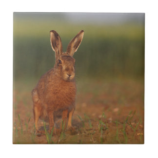 Harriet Hare Kakelplatta