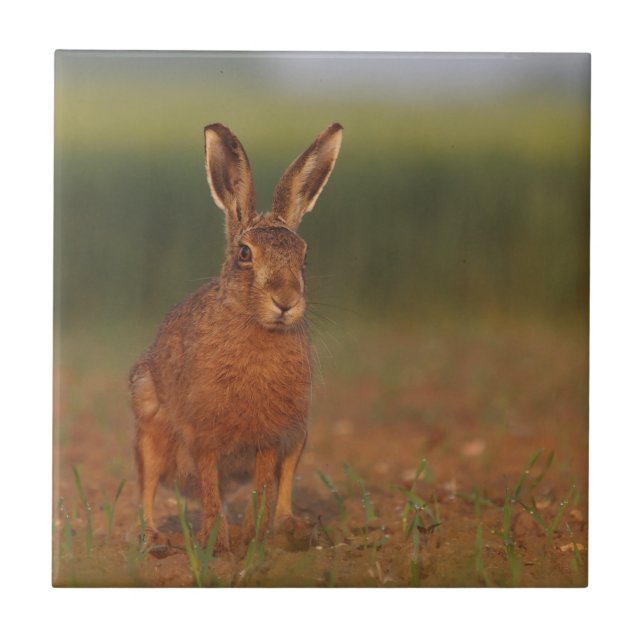 Harriet Hare Kakelplatta (Framsidan)