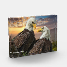 Harriet och M15 Eagle Kärlek