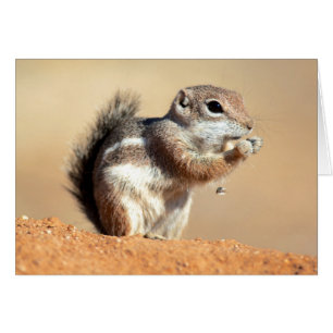 Harris' antilopmarkatta (Ammospermophilus) Hälsningskort
