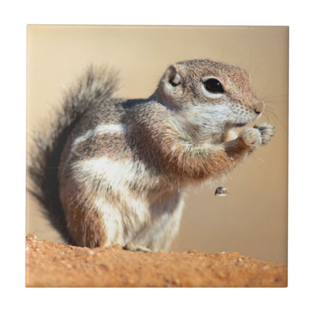 Harris' antilopmarkatta (Ammospermophilus) Kakelplatta (Framsidan)