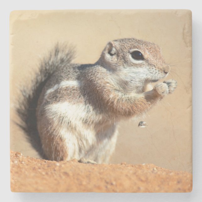 Harris' antilopmarkatta (Ammospermophilus) Stenunderlägg (Framsidan)