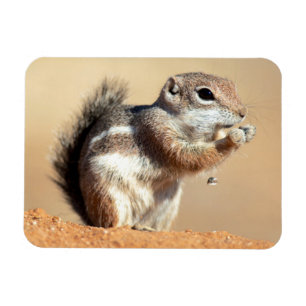 Harris' antilopsekorre (Ammospermophilus) Magnet