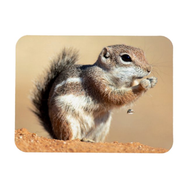 Harris' antilopsekorre (Ammospermophilus) Magnet (Horisontell)