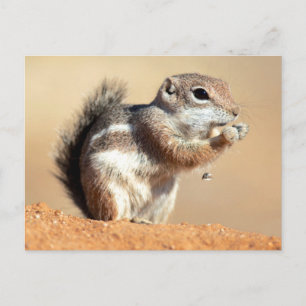 Harris' antilopsyskhörn (Ammospermophilus) Vykort