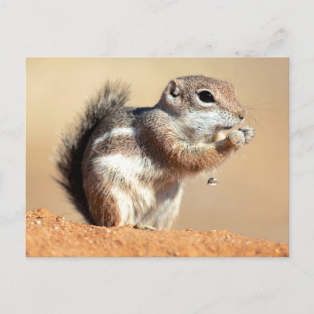 Harris' antilopsyskhörn (Ammospermophilus) Vykort (Framsida)