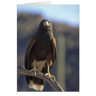 Harris Hawk 3 Hälsningskort