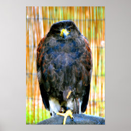 Harris Hawk Bird of Be Poster