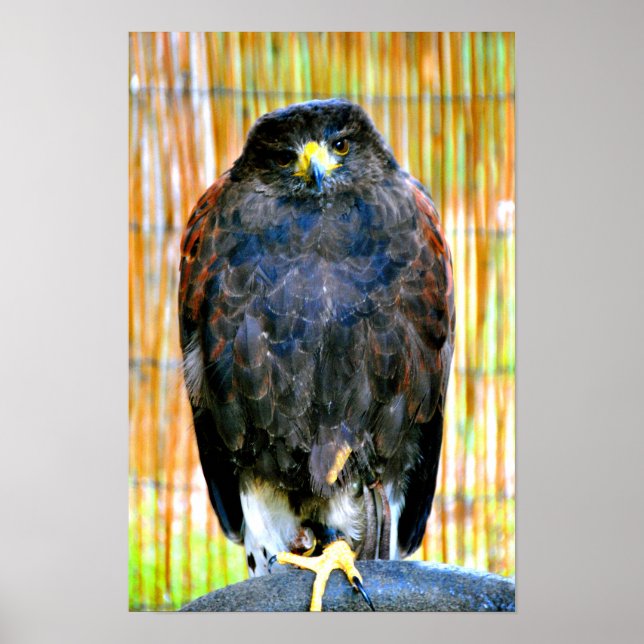 Harris Hawk Bird of Be Poster (Framsidan)