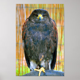 Harris Hawk Bird of Be Poster