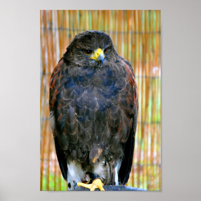 Harris Hawk Bird of Be Poster (Framsidan)