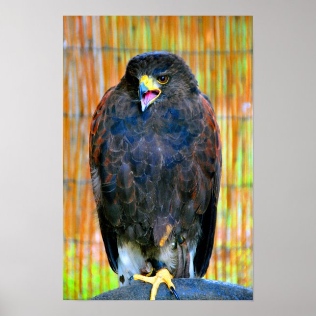 Harris Hawk Bird of Be Poster (Framsidan)