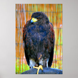Harris Hawk Bird of Be Poster