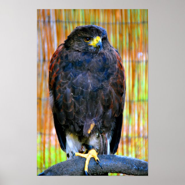 Harris Hawk Bird Of Prey Poster (Framsidan)