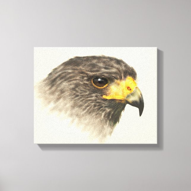 Harris Hawk - blandat medium Canvastryck (Framsida)