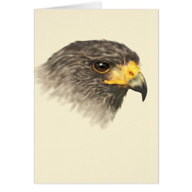 Harris Hawk - blandat medium Hälsningskort (Framsidan)