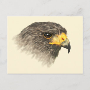 Harris Hawk - blandat vykort