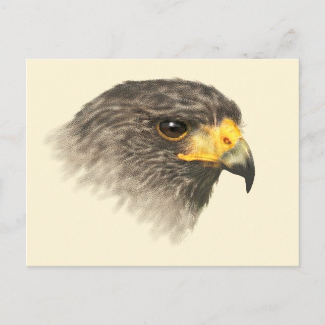 Harris Hawk - blandat vykort (Framsida)