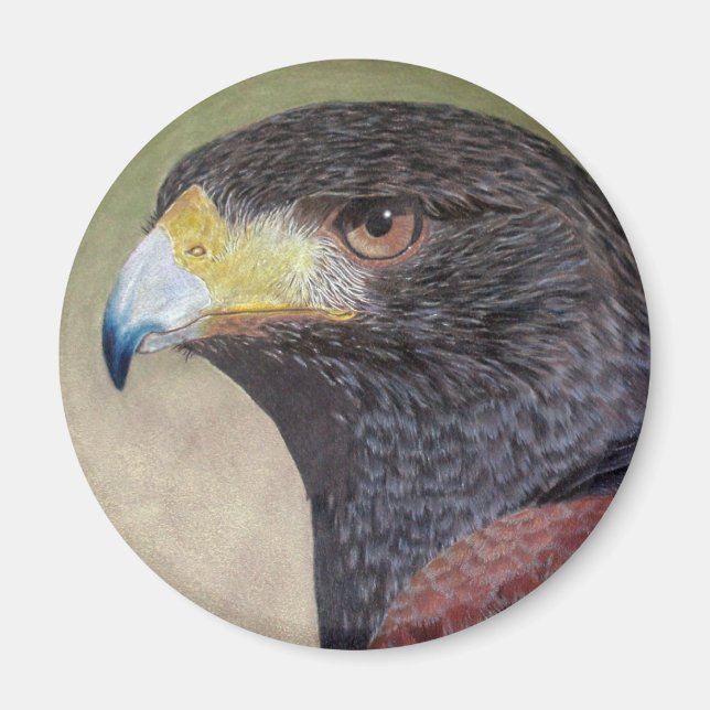 Harris Hawk-cp Magnet (Framsidan)