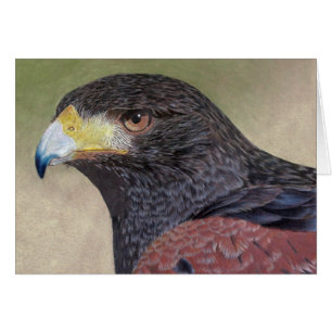 Harris Hawk färgpennas Hälsningskort
