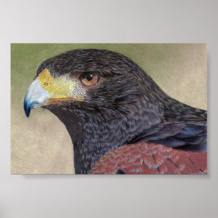 Harris Hawk färgpennas Poster
